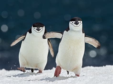 chinstrap penguin video for kids