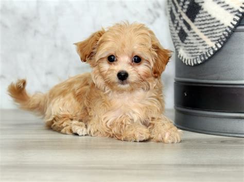 chipoo dogs for sale