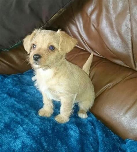 chipoo puppies for sale