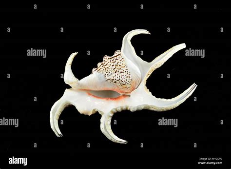 chiragra spider conch shell