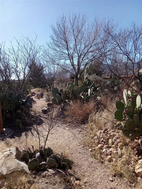 chiricahua desert museum rodeo nm