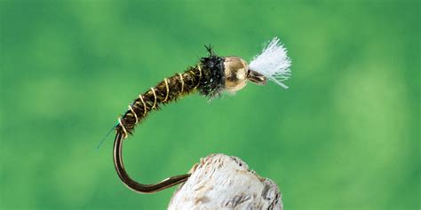 Chironomid Fly: Nature's Hidden Ecosystem Engineers