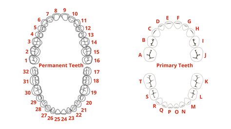 About Chisel Edged Tooth 7 Letters Updated