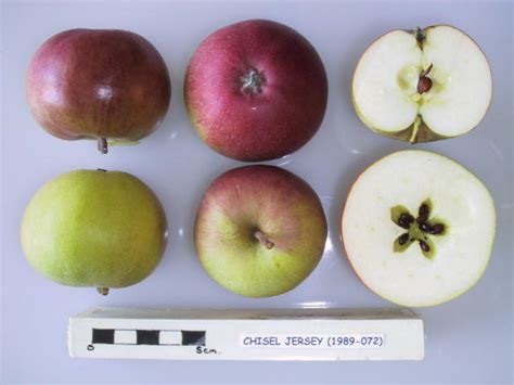 Chisel Jersey Cider Apple