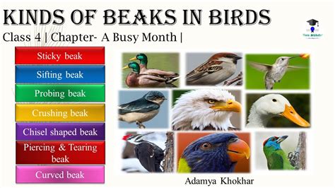 Chisel Shaped Beak Pronunciation