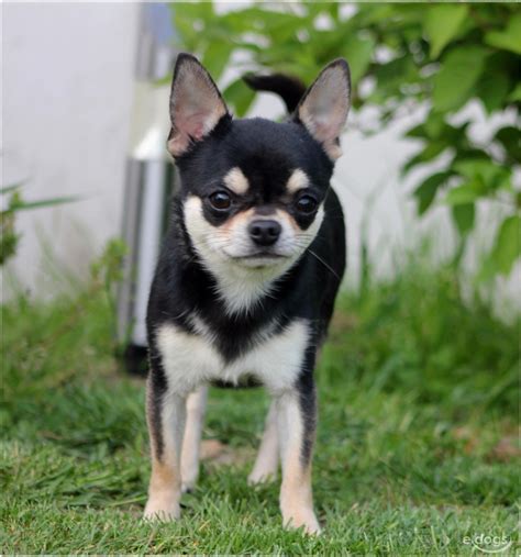 Chihuahua Kurzhaar Weiß Pets and Animal Educations