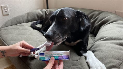 Chlorhexidine Toothpaste For Dogs