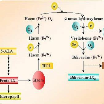 chlorophyll bv