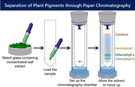 Chlorophyll Chromatography Lab
