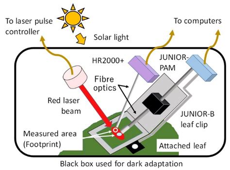 Chlorophyll Fluorometer Diagram