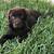 chocolate lab puppies for sale illinois