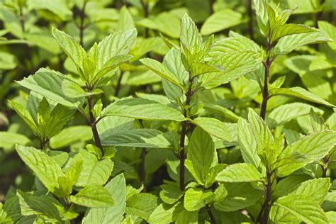 Chocolate Mint Plants: A Delicious And Fragrant Addition To Your Garden