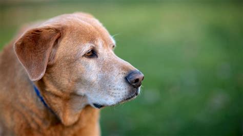 Chocolate Dog Kidney