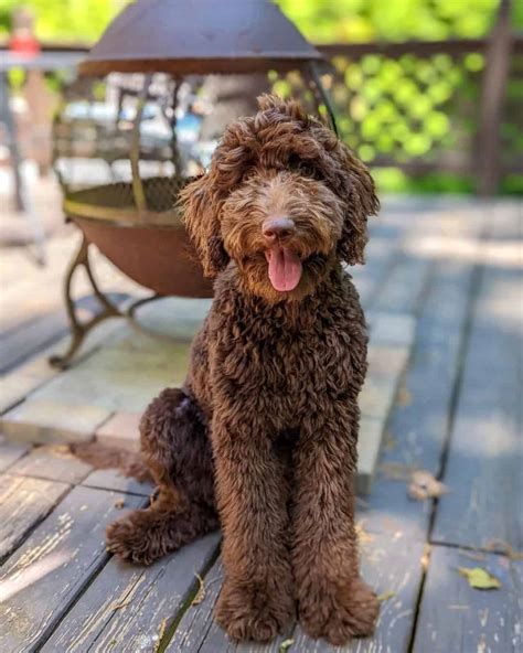 chocolate goldendoodle