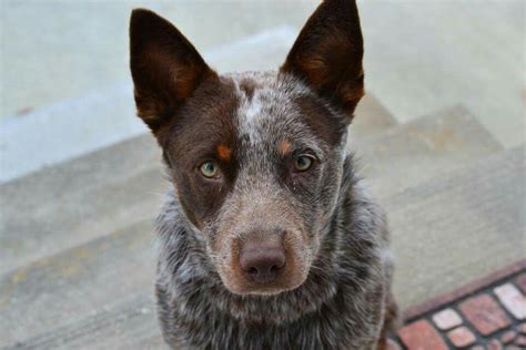 Chocolate Heeler