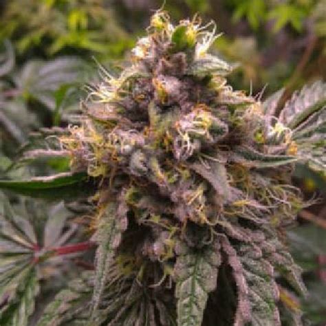 Chocolate Kush Strain