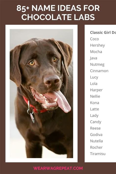 Chocolate Lab Female Dog Names
