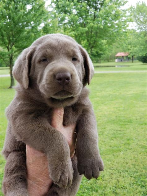 chocolate lab puppies for sale in illinois