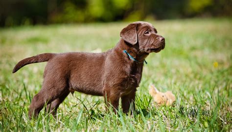chocolate lab retriever
