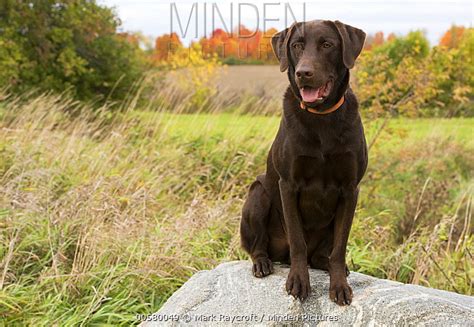 Chocolate Lab Wiki