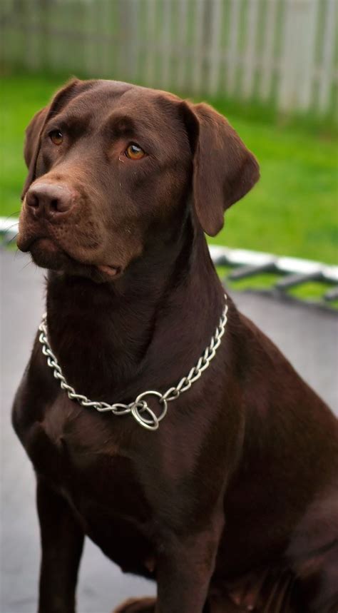 chocolate labs for sale in nh