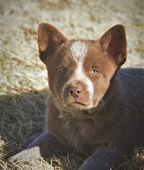 Chocolate Mini Heeler