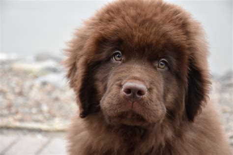 chocolate newfoundland for sale