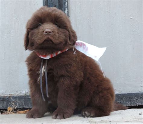 chocolate newfoundland puppies for sale