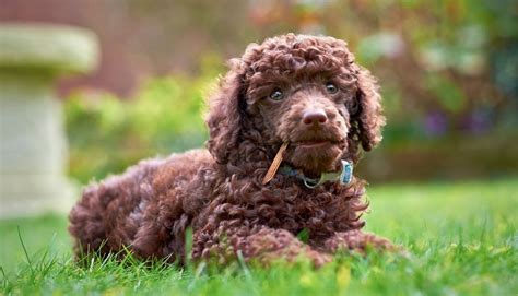 chocolate poodles
