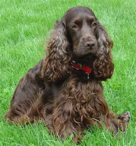 Chocolate Show Type Cocker Spaniel