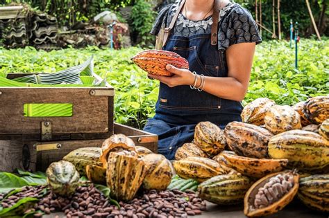 chocolate tours in costa rica