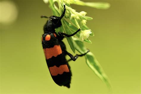 Choisir les bonnes fraises
