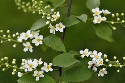 Choke Cherry Tree In Spring