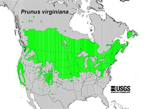 Chokecherry Tree Native Range
