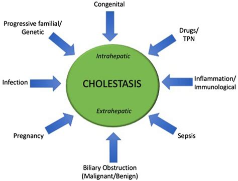 Cholestasis Pathophysiology
