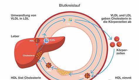 Cholesterin: Was bedeuten HDL, LDL und Triglyceride? - FITBOOK