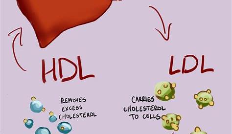 Cholesterin: Ausgewogene Bilanz von LDL und HDL