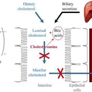 Cholestyramine Effect On Cholesterol