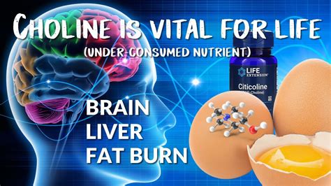 choline and fat loss