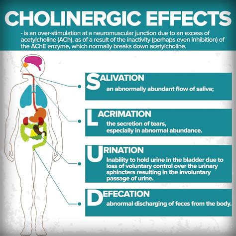 choline side effects on humans
