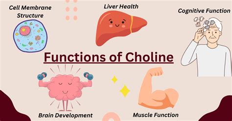 Choline Supplement What Does It Do