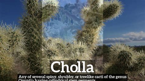 cholla meaning in spanish