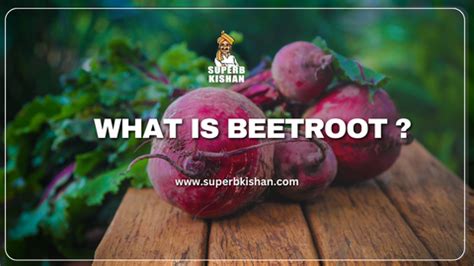 choosing the right beetroot