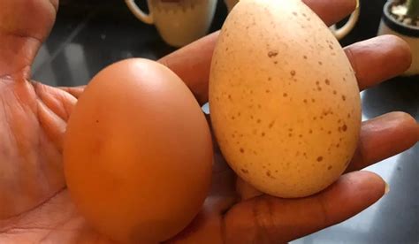 Choosing the Right Egg