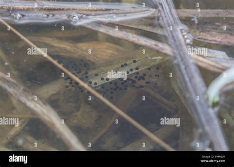 Chorus Frog Egg Mass