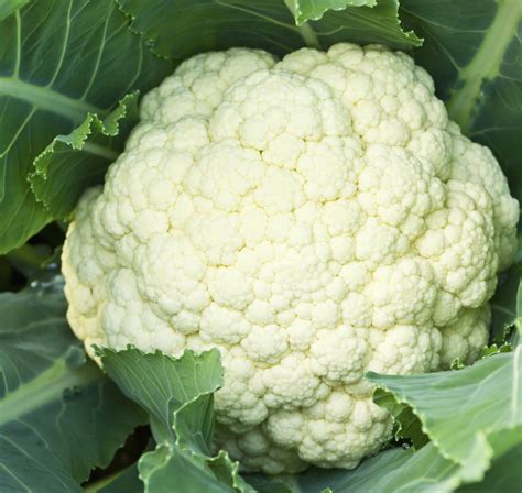choux fleur meaning