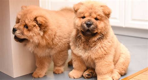 chow chow chinese name