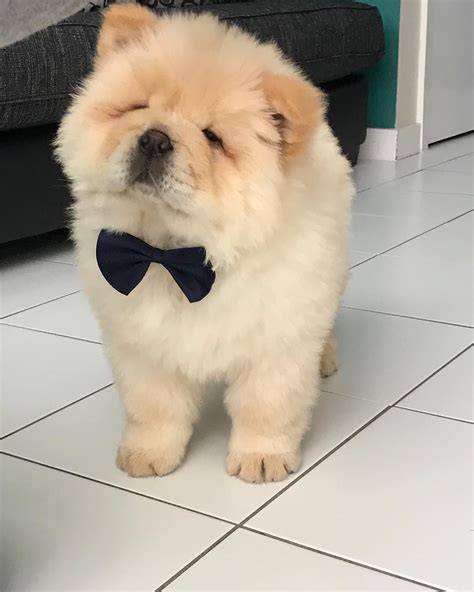 chow chow 🐾 chowchowdog Chow chow puppy, Fluffy dogs, Cute little