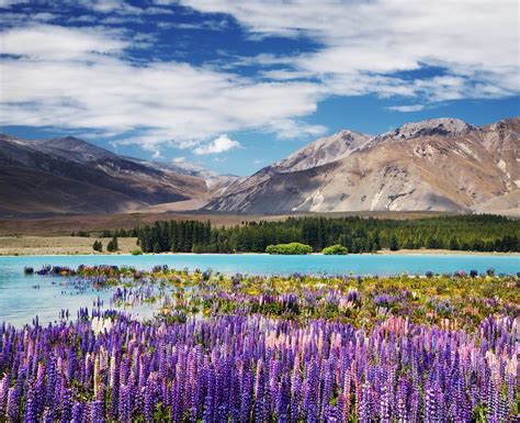 christchurch to lake tekapo