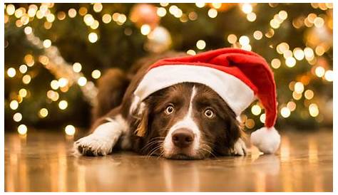 Christmas Aesthetic Wallpaper Dog Pets Lovers